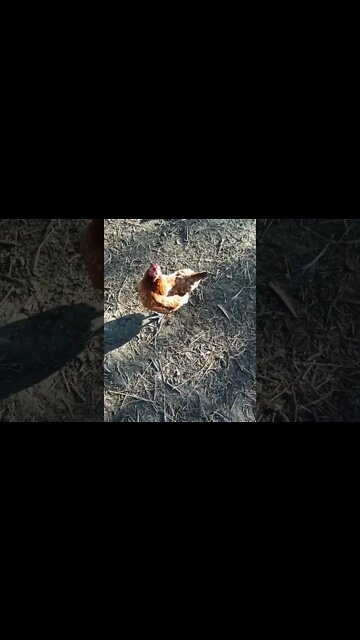 Good morning P2 Rusty and Chook chook