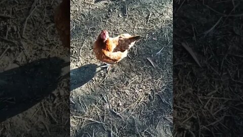 Good morning P2 Rusty and Chook chook