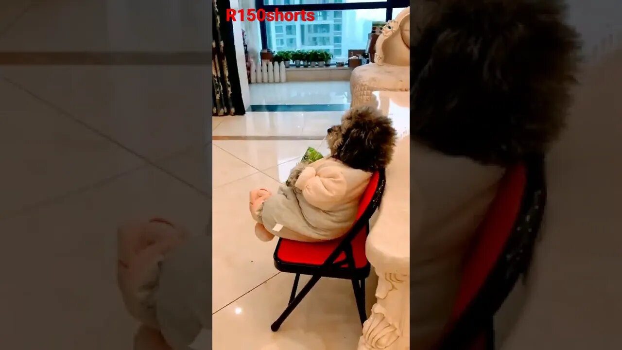 baby dogs Fun Video - puppy Funny Video 😁😁😁Dog Eating juice |#r150shorts |#youtubeshorts |#ytshorts