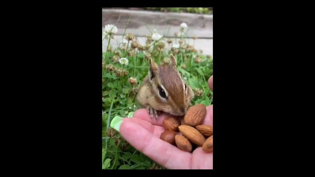 Awesome Funny Pet Animals Videos 😇