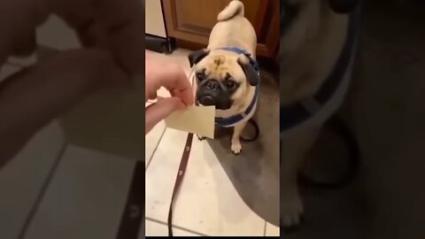 it's #the #one #and #only D-O double G #memedodoubleg #puglife #thuglife