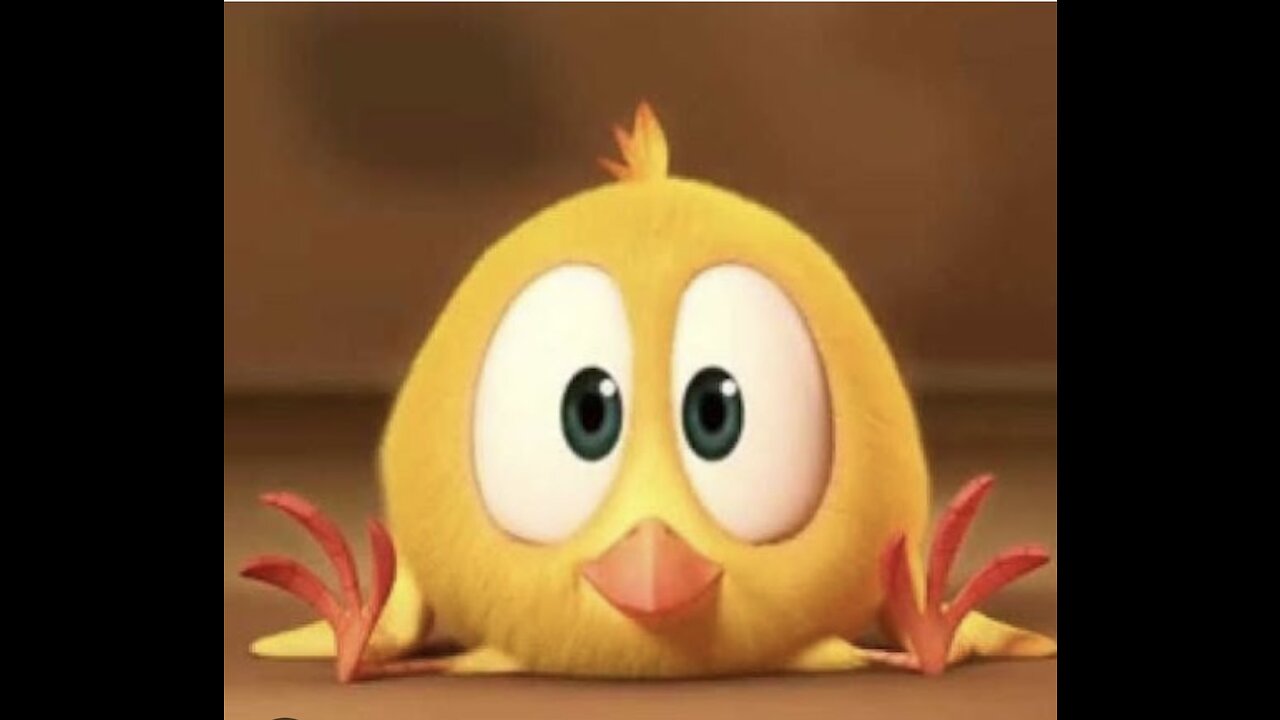 Where's Chicky? Funny Chicky 2020 | BABY CHICKY | Chicky Cartoon in English for Kids