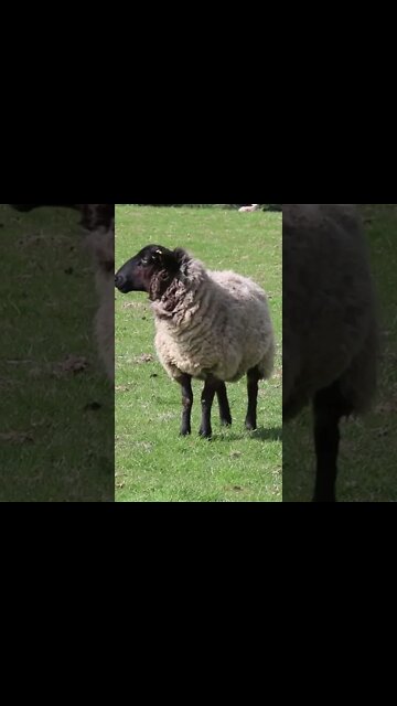 Sheep Sounds #Shorts 🎙