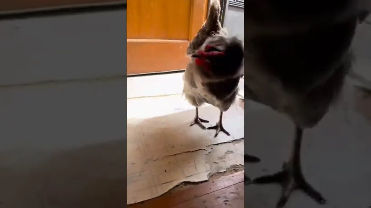 Galinha acabando com a ração do cachorro