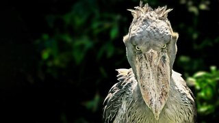 Shoebills Sound Like Machine Guns