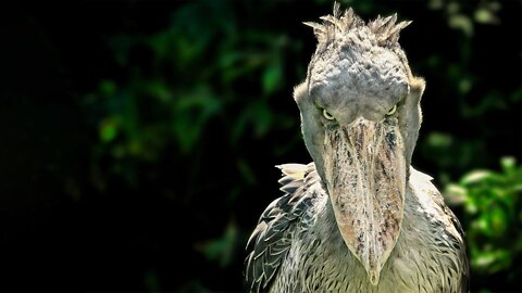 Shoebills Sound Like Machine Guns