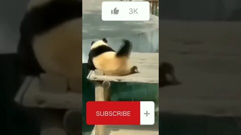 Panda Cute | Funny Animals