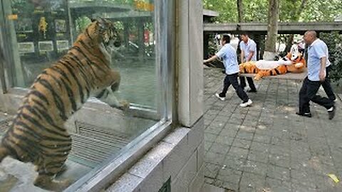 Incredibly Hilarious Animal Moments