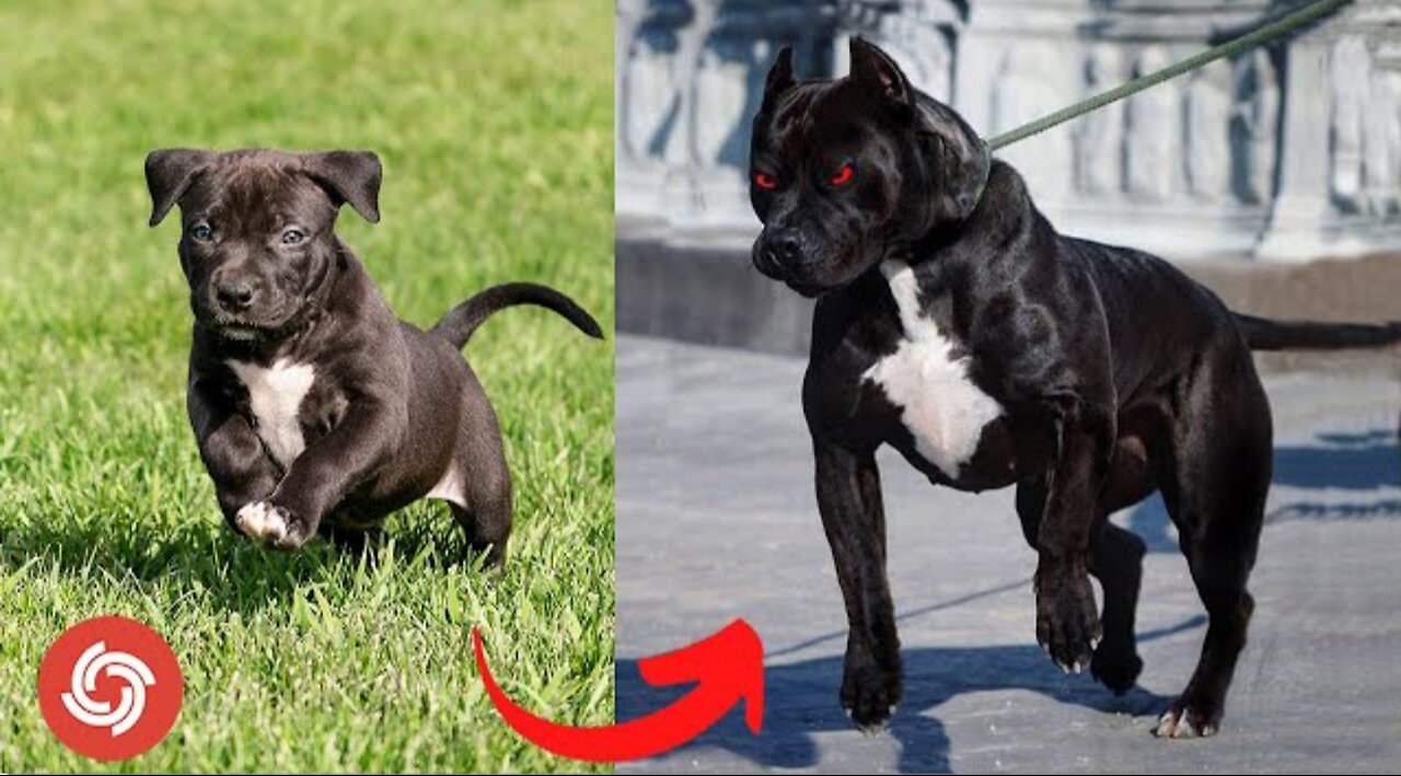 Animals Grow Up - Baby Cute Cats And Dogs Change When They Grow Up - Tiktok On Top