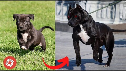 Animals Grow Up - Baby Cute Cats And Dogs Change When They Grow Up - Tiktok On Top