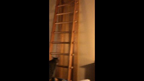 My Cat is a Monkey pt2