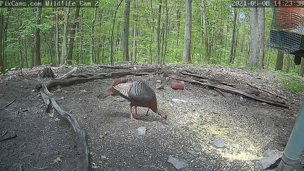 Bearded Hen on Wildlife Webcam 2 5-8-2021