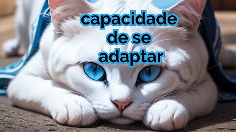 cat story