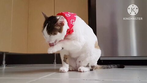 cute dogs cute cat animals