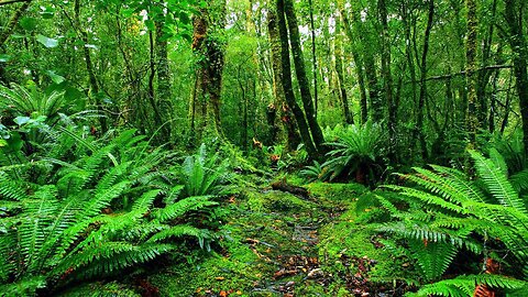 relaxing music- forest bird song