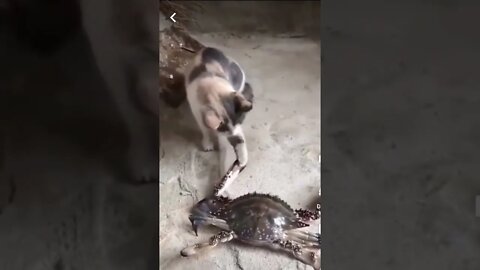 Kucing Tercapit Kepiting