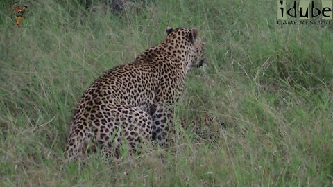 WILDlife: Wild Leopards Pairing