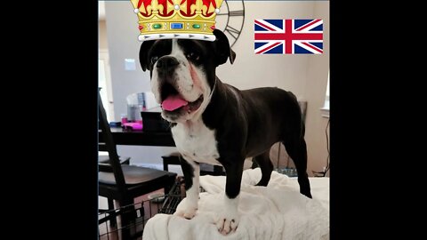 What a little Brit!