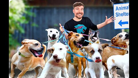 I Adopted EVERY Dog In A Dog Shelter