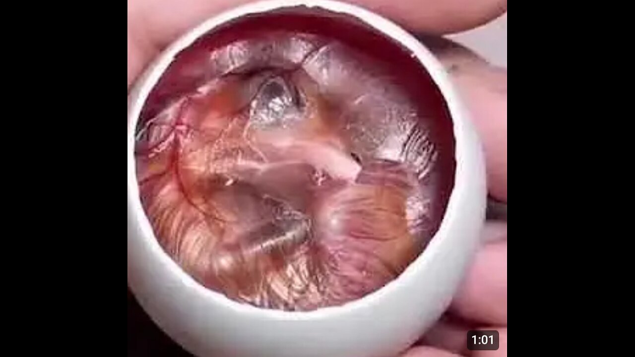 How A Chick Born From A Egg 🐣 - Interesting Video - 😱