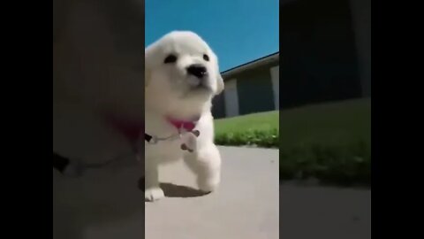 🐶 Walking with a Puppy through the neighborhood #shorts