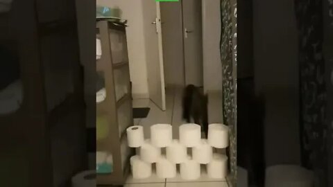 cute cat videos 😹 funny videos 😂 1124 😻 #shorts