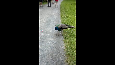Wildlife