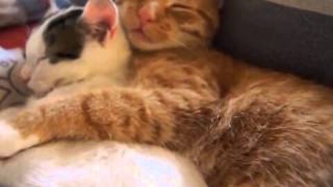 funny cats meow baby cute compilation [cat-cash home)