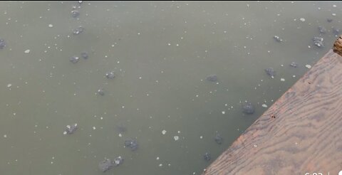Sewage floating in Back River