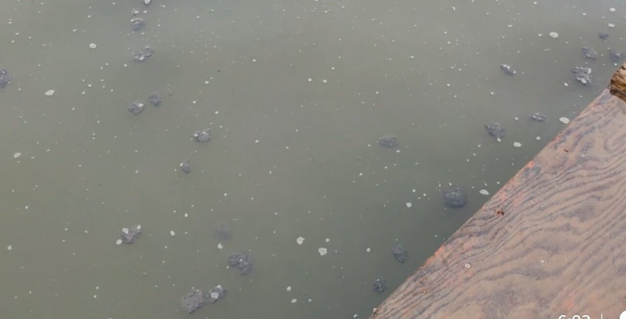 Sewage floating in Back River