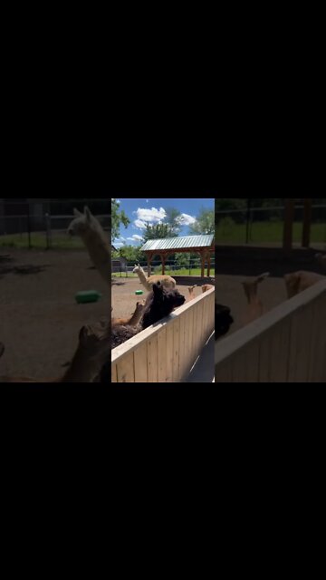 An alpaca walking by us