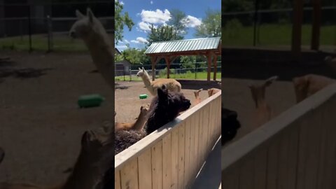 An alpaca walking by us