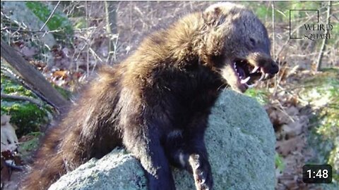 Interesting facts about fisher cat by weird square