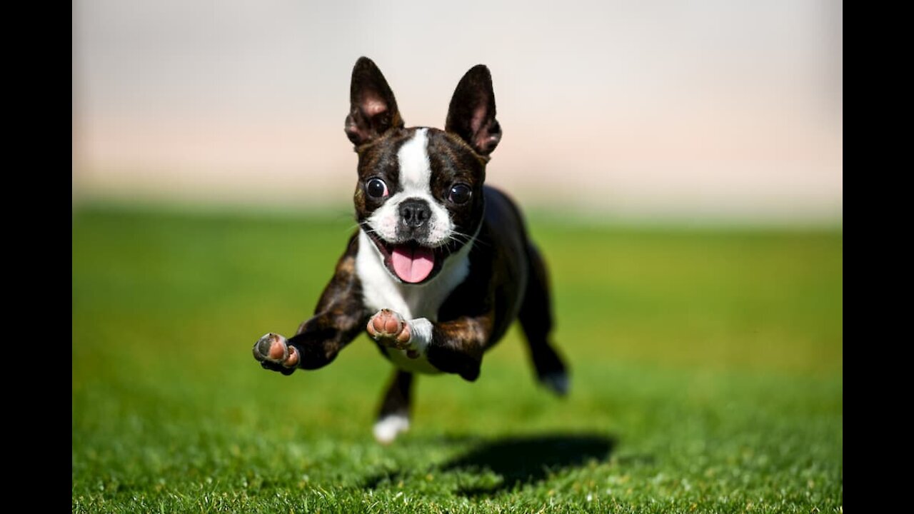 Dog Fan Of Tennis Balls Gets a Chase Them His Heart's Content 🐕