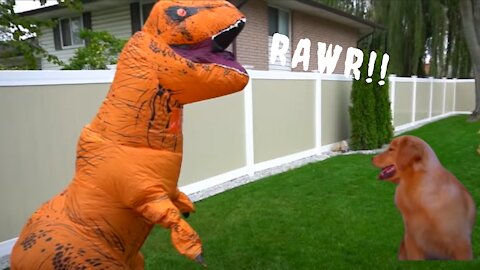 T-REX DINOSAUR SUIT PRANK ON DOG!