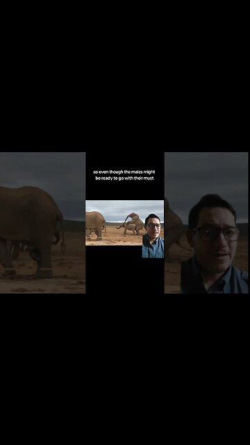 Elephants stay pregnant for how long????