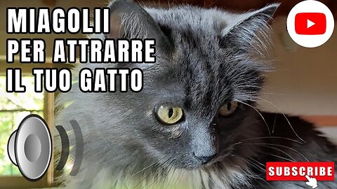 Gatto che miagola | Suoni per attrarre gatti