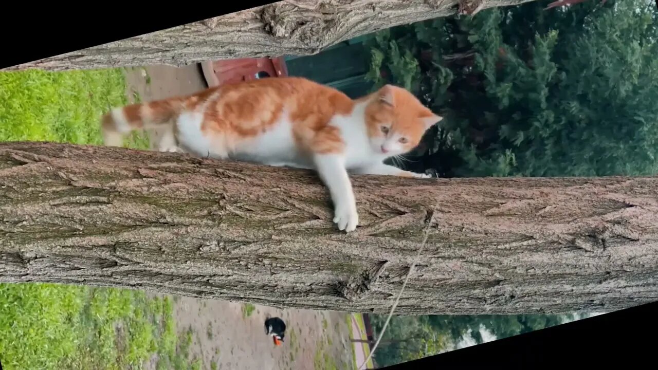 Super Videos Dogs And Cats Reaction2022 #6