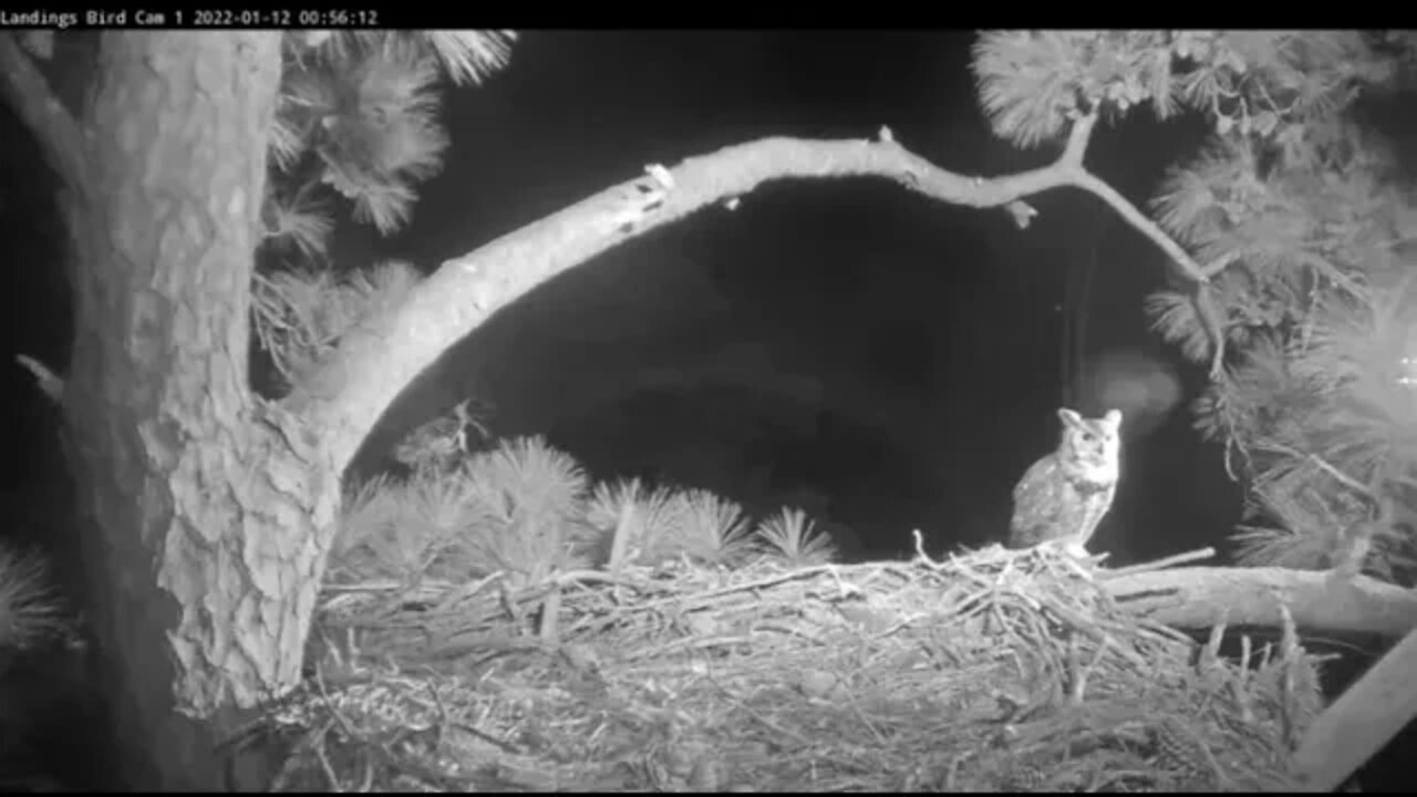 Male Great Horned Owl Nest Visit 🦉 1/12/22 00:54 AM