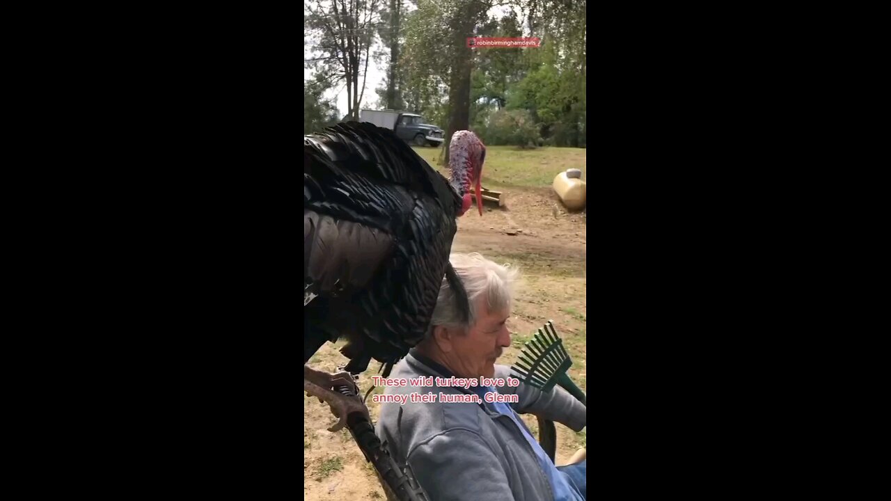 funny animals