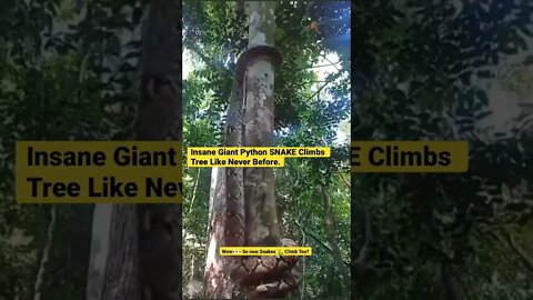 Insane Giant Python SNAKE Climbs Tree Like Never Before. #shorts #animals #wildlife #python #snake