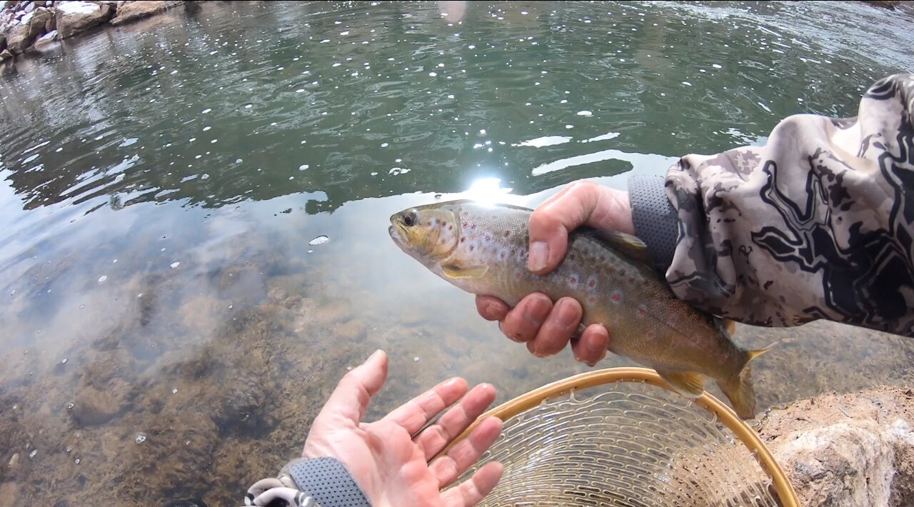 Euro Nymphing First Timer - Fly Fishing New Mexico | 2021