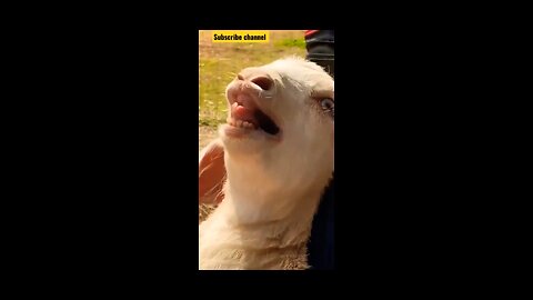 Funny goat sound,😂😂