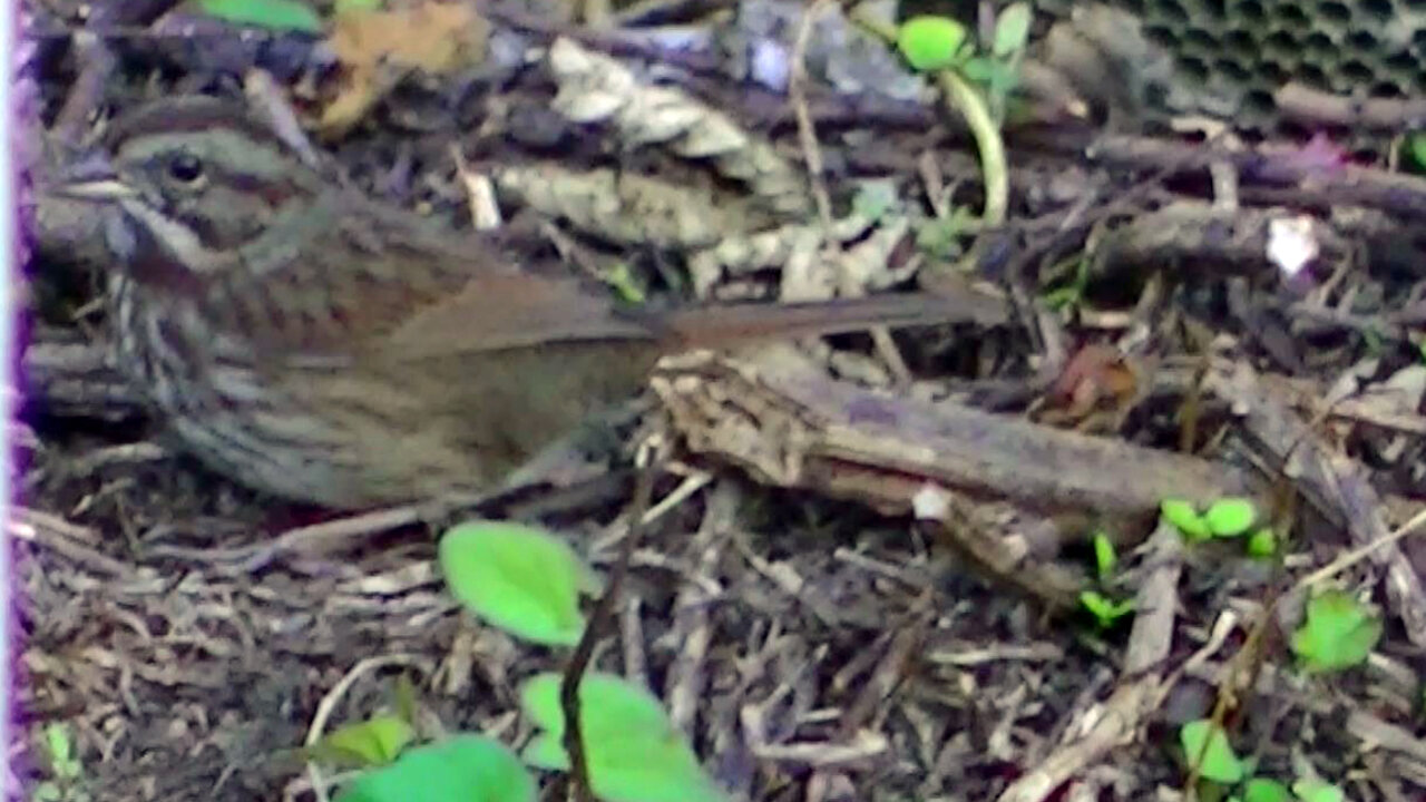 IECV NV #476 - 👀 Song Sparrow On The Dirt Hill By The Sticker Bushes🐤 10-9-2017