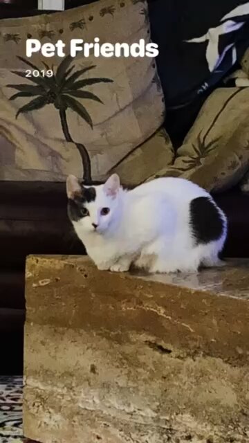 Sharky the cat … bottle baby rescue