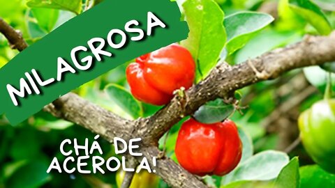 A CURA ATRAVÉS DA ACEROLA