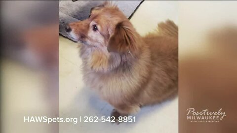 Pawsitively Milwaukee 4.30.23