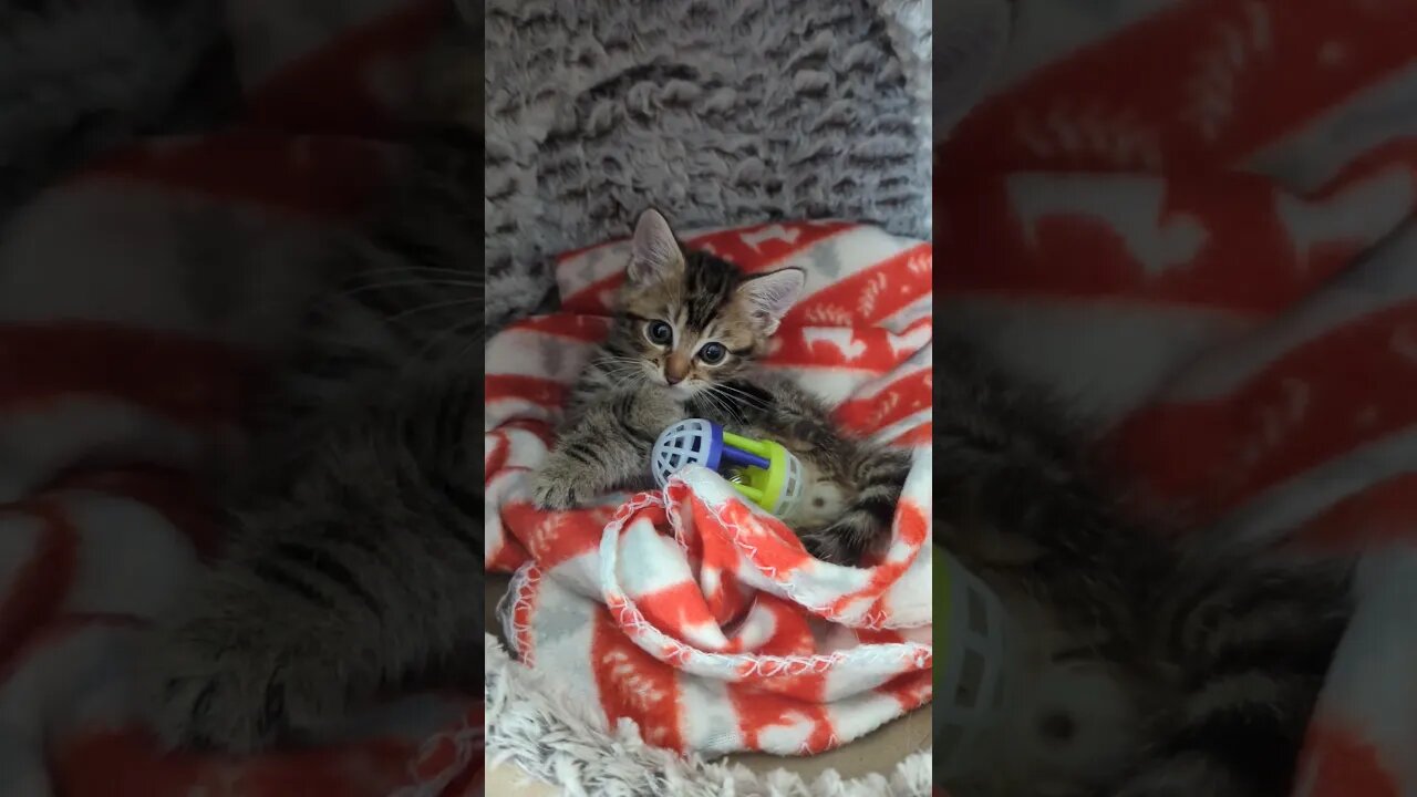 Kitten playing in his bed #cat #northernireland