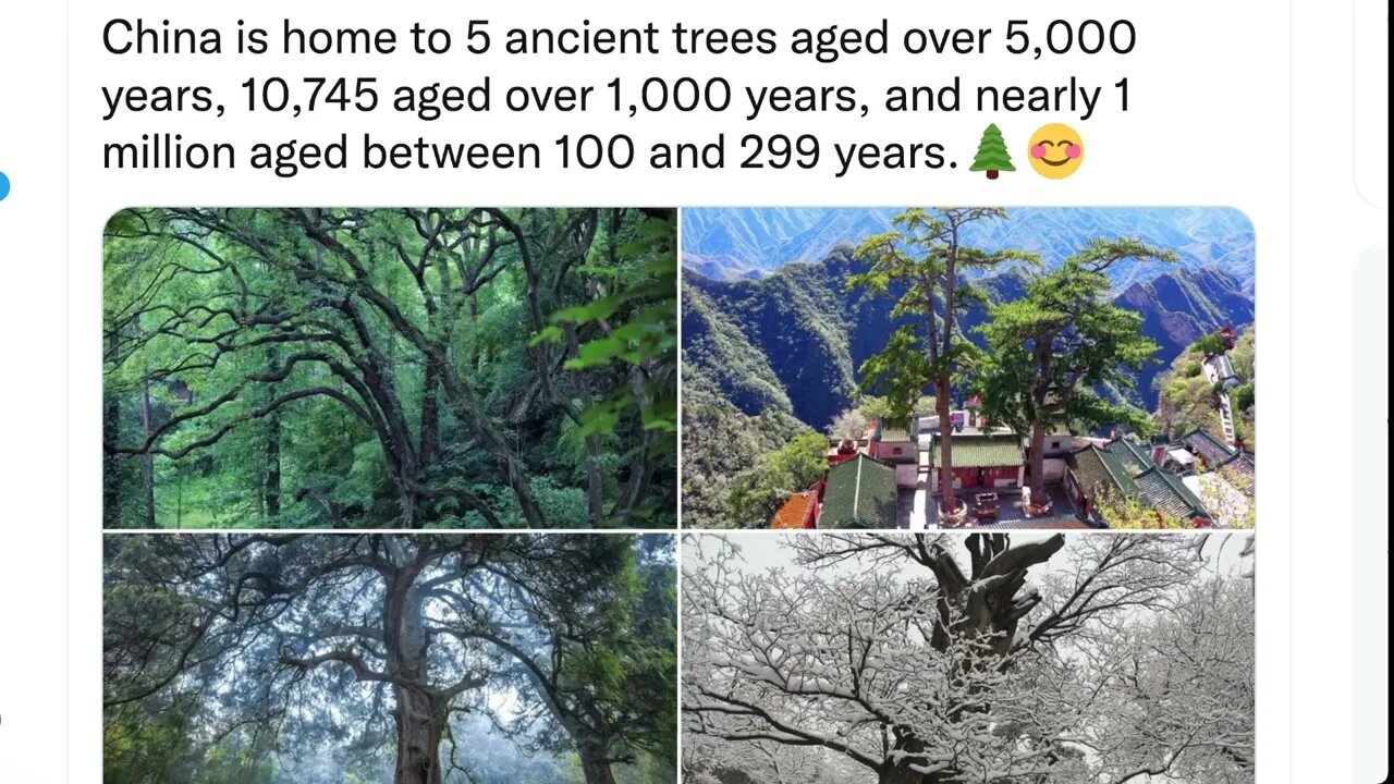 中國有5000年以上的古樹5棵，1000年以上的10745棵，100-299年的近100萬棵。