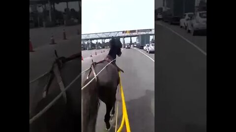 Esse é mito! #cavalo #rodovia #fy #viral #brasil #pedagio #estrada